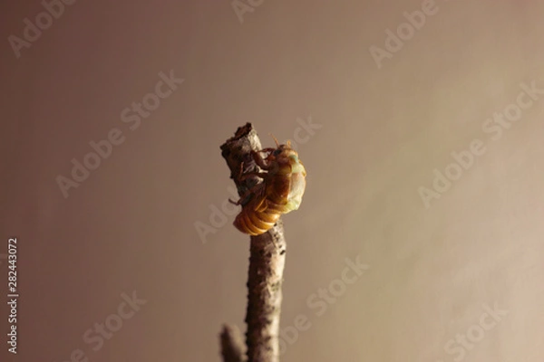 Obraz セミの羽化