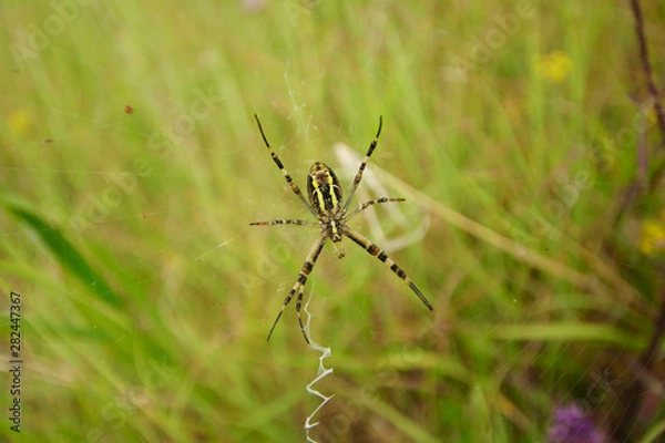 Obraz Agriope Bruennichi Spider