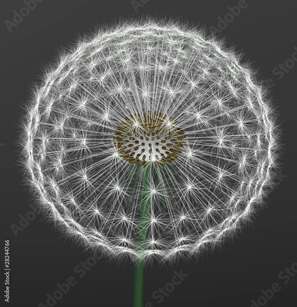 Obraz a dandelion