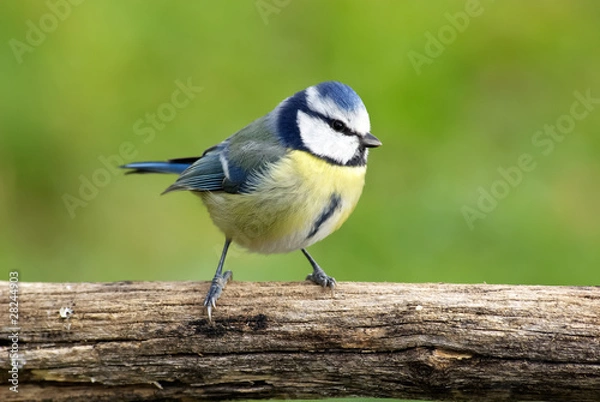 Obraz Mésange bleue