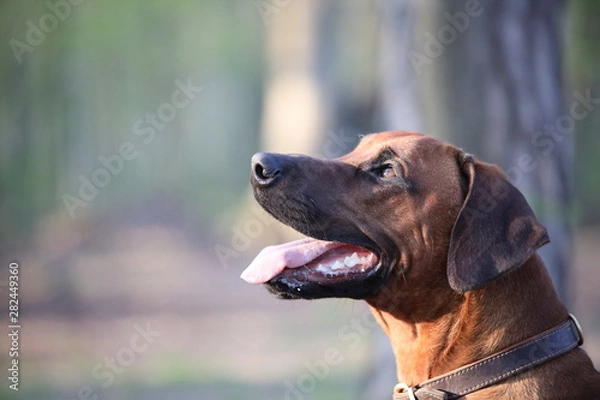 Fototapeta Ridgeback