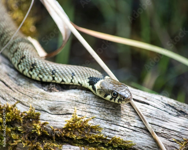 Obraz Snake in the grass