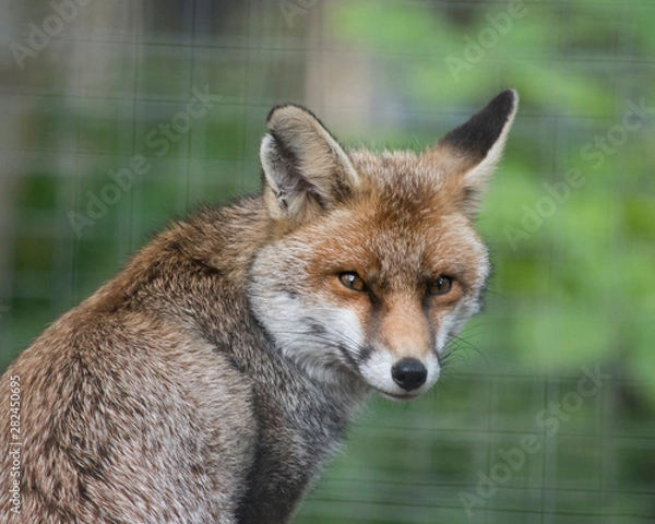 Obraz Red fox