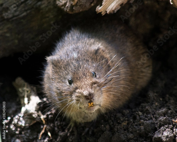 Obraz Water vole