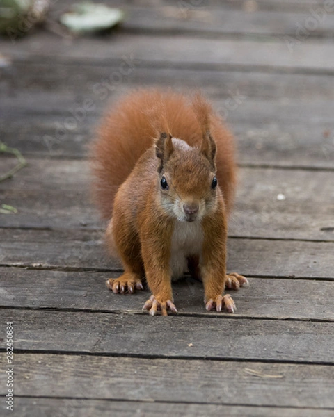 Obraz Red squirrel