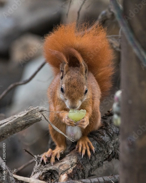 Obraz Mother and cub