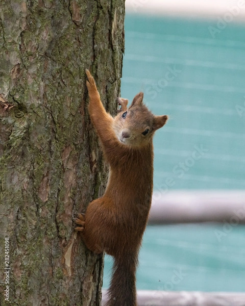 Obraz Red squirrel