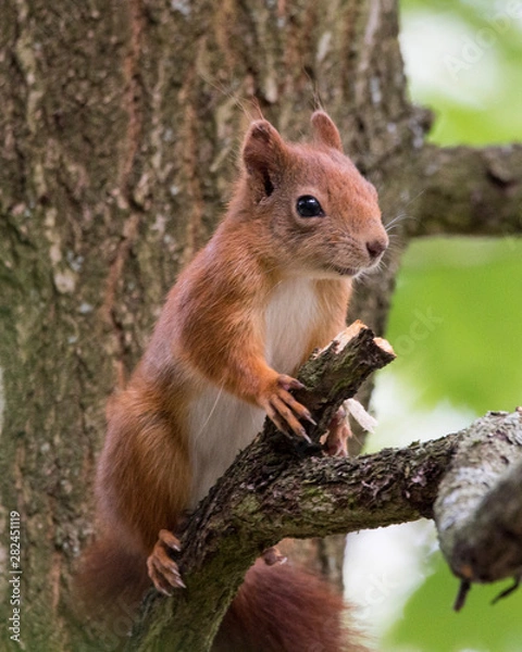Obraz Red squirrel