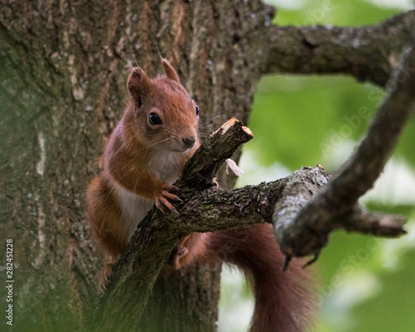Obraz Red squirrel