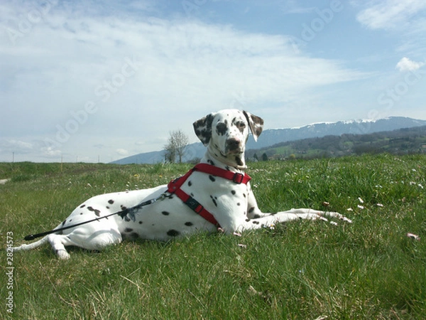 Fototapeta un chien dalmatien couché dans l'herbe à la campagne