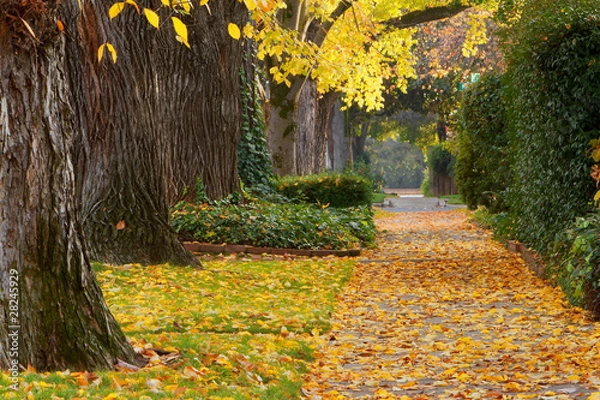 Obraz Neighborhood sidewalk