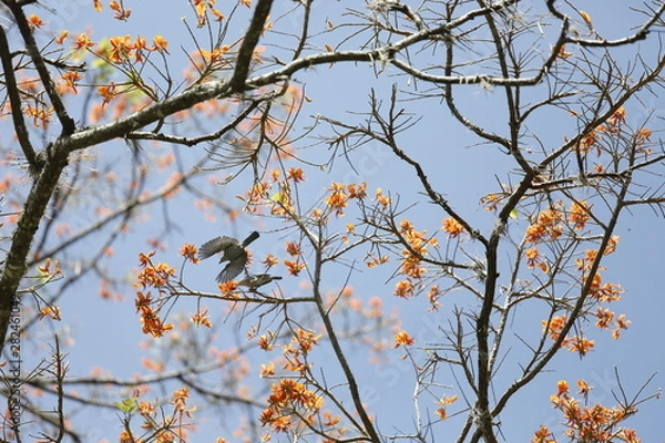 Obraz tree in autumn