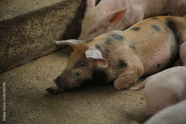 Obraz Pigs in farm