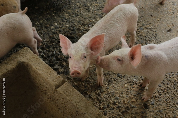 Obraz Pigs in farm