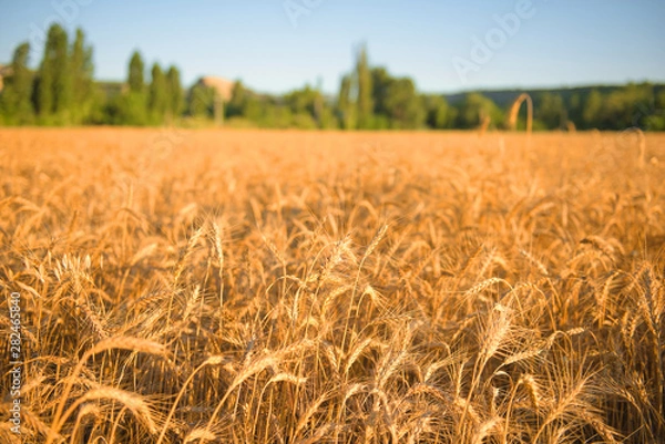 Obraz Wheat field at sunset.