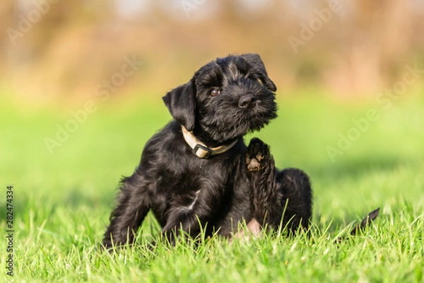 Obraz standard schnauzer puppy scratches himself behind the ear