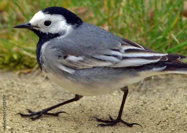 Obraz gros plan sur la mésange