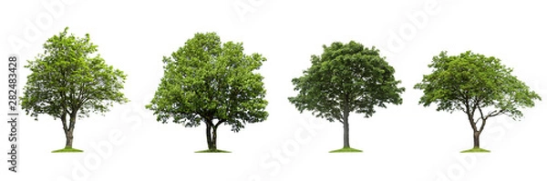 Fototapeta Isolated trees on a white background
