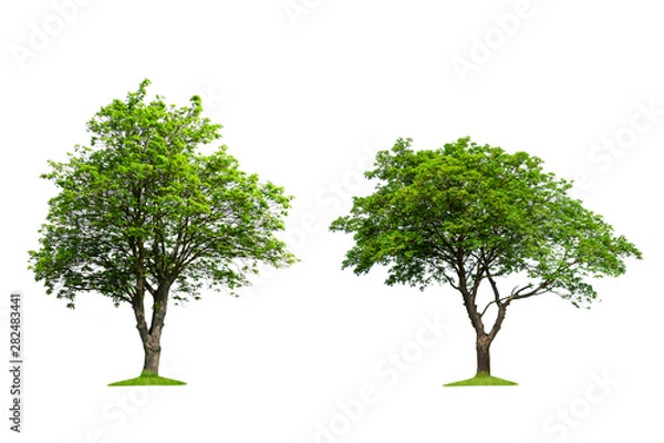 Fototapeta  Collection of isolated trees on a white background