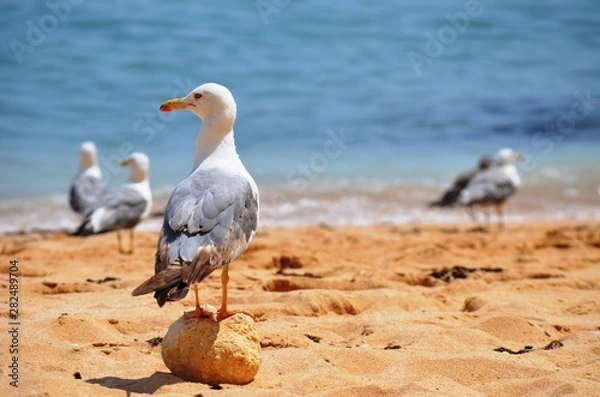 Obraz seagull on the beach