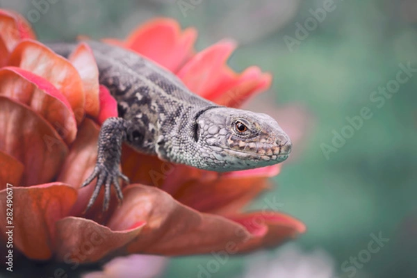 Obraz Lizard on a red flower. Green background.