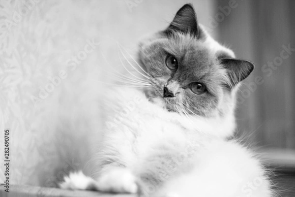 Obraz black and white cat