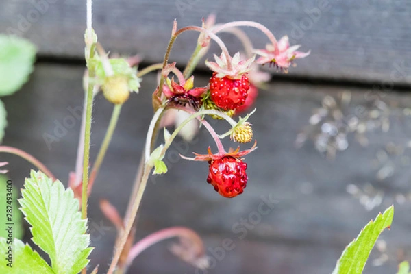 Obraz wild strawberries