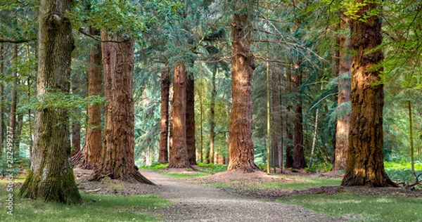 Fototapeta Long Trees walk in New Forest national park