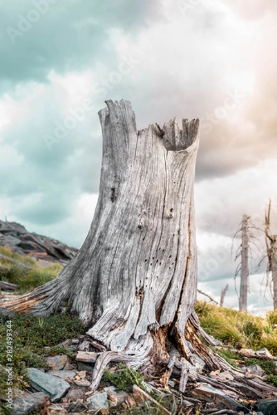 Obraz Cotton Candy Tree