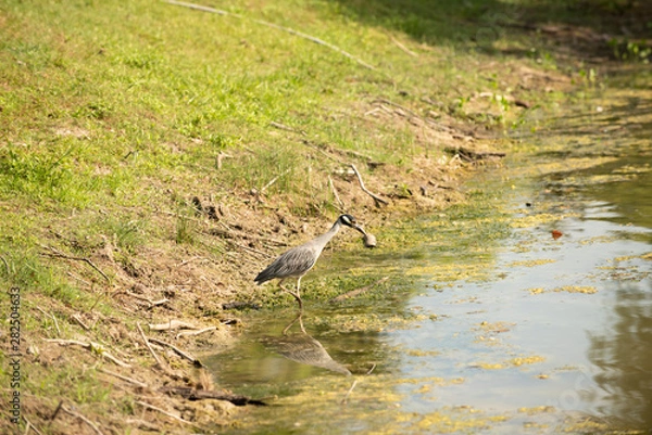 Fototapeta Searching Heron