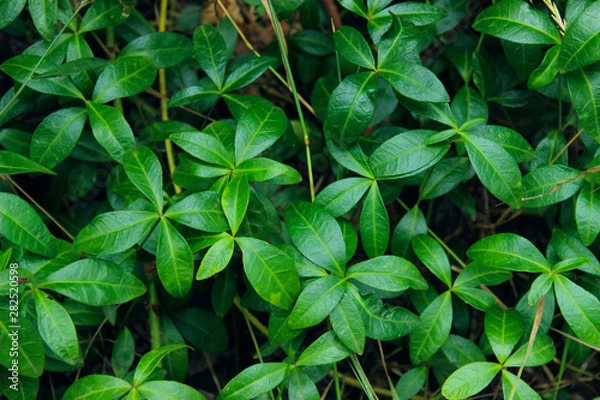 Fototapeta Green Leaves Background, Close Up. Beautiful Nature Background. Green Leaves, Horizontal Shot.