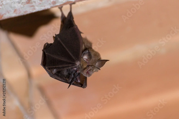 Obraz Petit rhinolophe avec son bébé