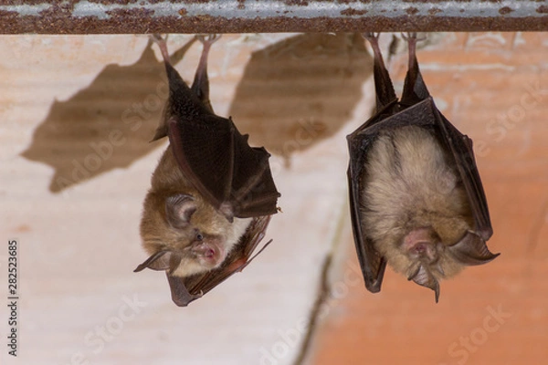 Obraz Deux petits rhinolophes