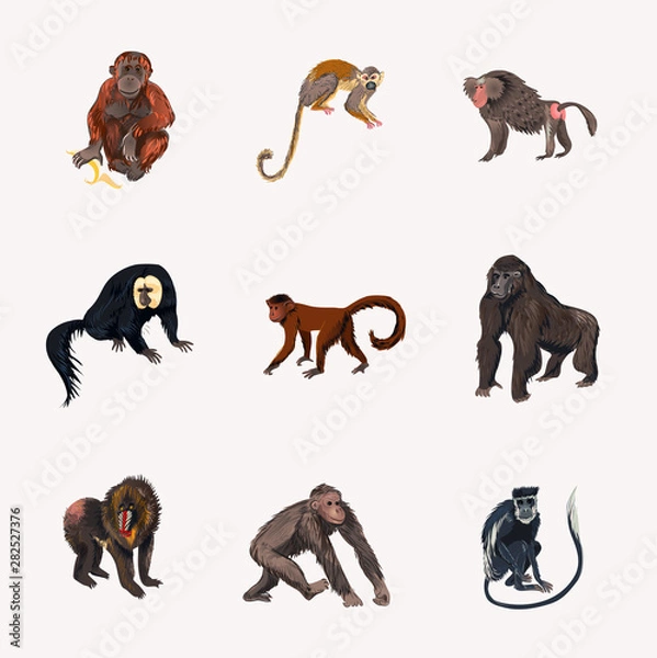 Fototapeta Set of different species of jungle monkey in different position
