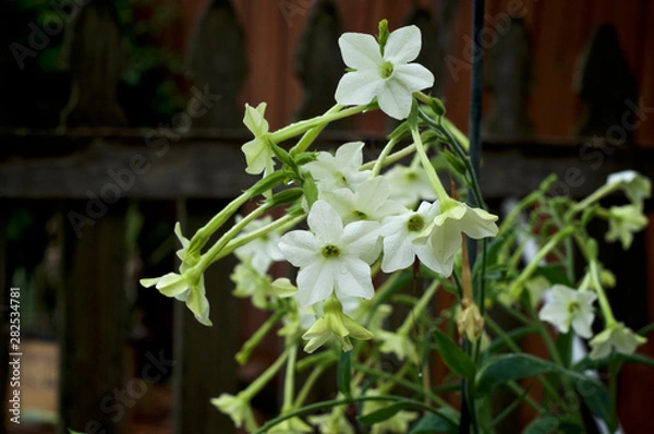 Obraz Beautiful close up of white and yellow trumpet like flowers, wet from rain, of the night blooming jasmine tobacco plant, nicotiana alata, in bloom, also known as aztec, Persian and sweet tobacco.