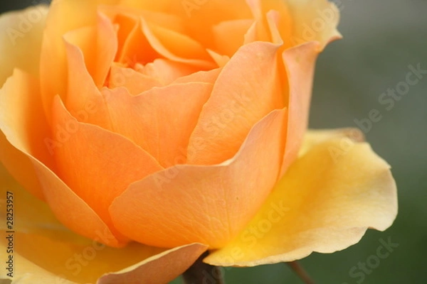 Fototapeta オレンジの薔薇