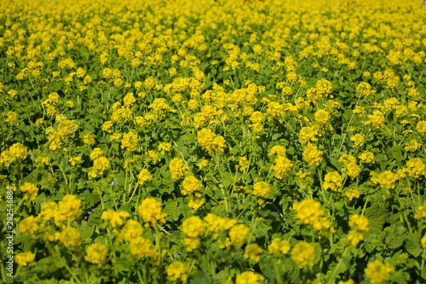 Fototapeta 菜の花