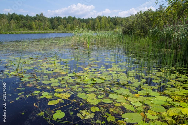 Obraz forest lake with water lilies