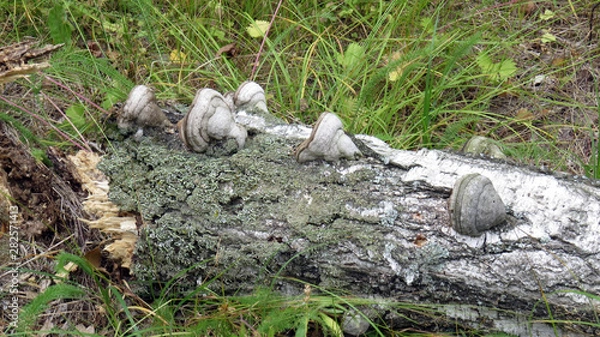 Fototapeta Mushroom on broken stump among grass in summer forest