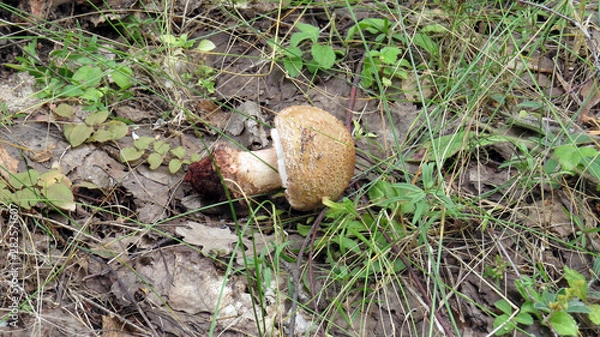Fototapeta Broker poisonous fly agaric in the forest