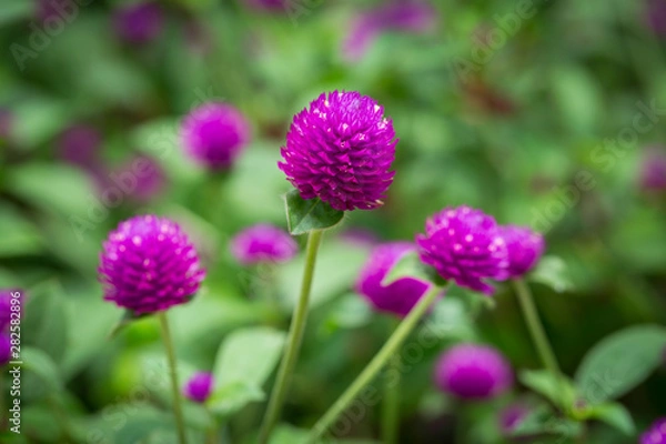 Obraz Globe amaranth on the hill side
