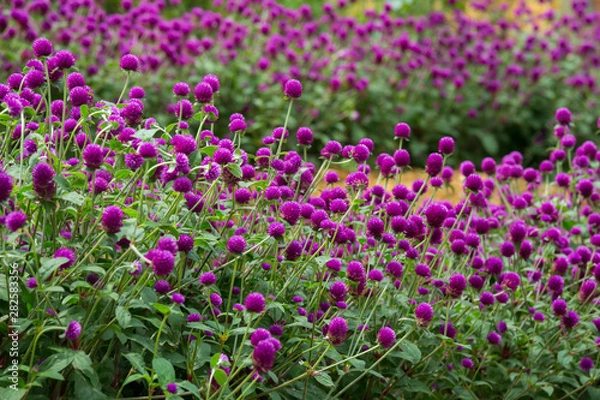 Fototapeta Globe amaranth on the hill side