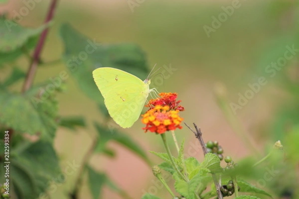 Fototapeta Borboleta