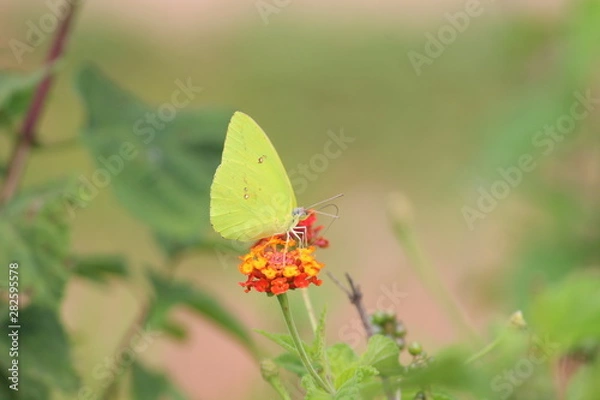 Fototapeta Borboleta