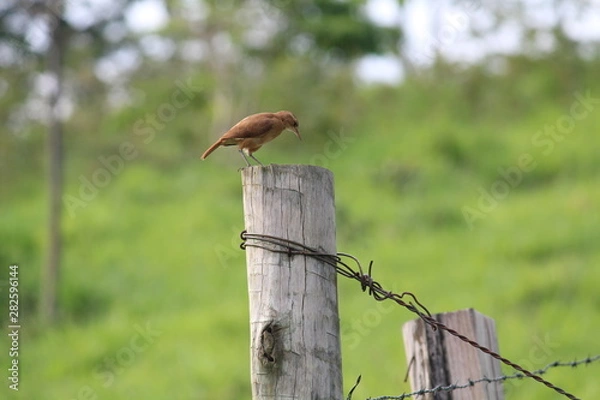 Fototapeta João de Barro