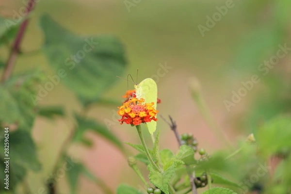 Fototapeta Borboleta