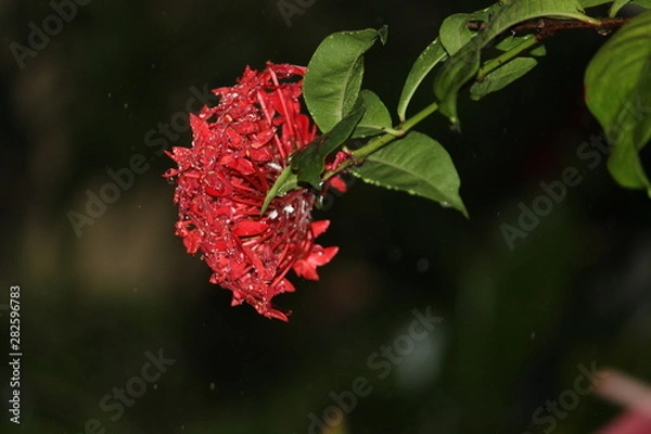Fototapeta Gotas na flor