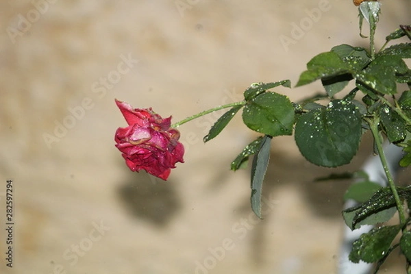 Fototapeta Gotas na flor