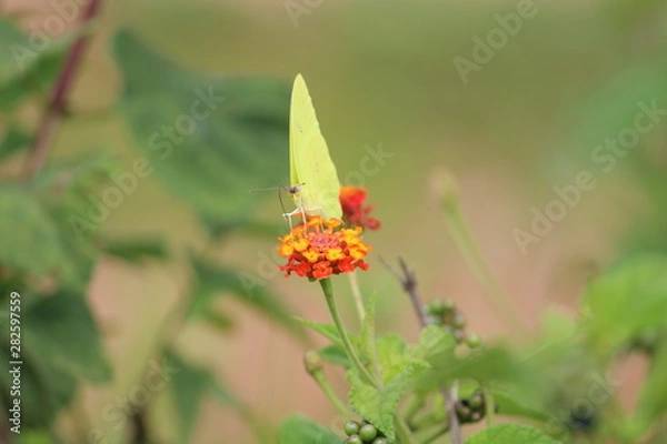Fototapeta Borboleta