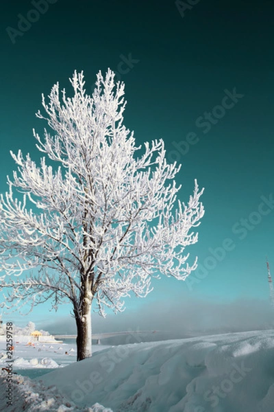 Obraz tree in snow